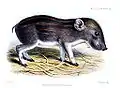 Zwergwildschwein