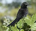 Glattschnabelani (Crotophaga ani)