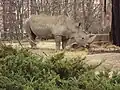 Breitmaulnashorn