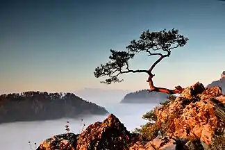 Blick von der Sokolica mit der Tatra im Hintergrund; Nebel im Dunajec Durchbruch ist typisch für den Spätherbst