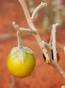 Frucht