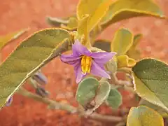 Blüte