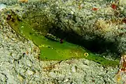 Robuster Geisterpfeifenfisch