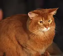 Somali-Katze