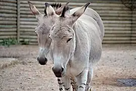 Somali-Wildesel