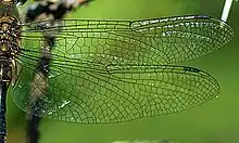 Detailfoto der Libellenflügel