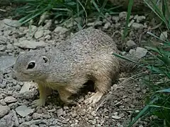 Europäischer Ziesel
