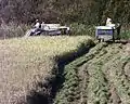 Reisbauern bei der Ernte