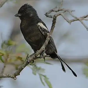 Sambesi-Rußmeise (Melaniparus niger):eine Art des südlichen Afrikas.