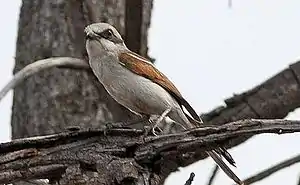 Rostmantelwürger (Lanius souzae) ♂