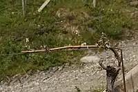 Vom Spätfrost geschädigter Jungtrieb auf einem Strecker.