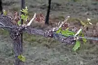 Spätfrostschaden nach dem Austrieb.
