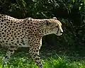 Gepard (Acinonyx jubatus)