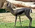 Spekegazelle (Gazelle spekei)