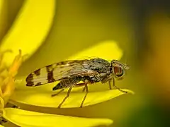 ♀ Seitenansicht