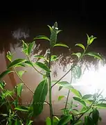 Sphenoclea zeylanica (junge Blätter und Sprossen)
