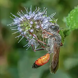 Heuschreckensandwespe