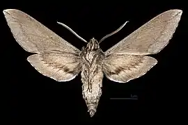 Sphinx perelegans ♂  △
