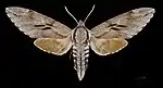 Sphinx pinastri ♀