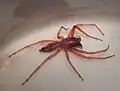 … und männliche Sackspinne (Clubionidae sp.).