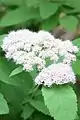 Blütenstände von Spiraea fritschiana, Sorte 'Wilma'