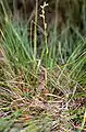 Spiranthes aestivalisEinzelpflanze in Zentral-Slowenien