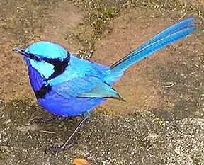 Türkisstaffelschwanz (Malurus splendens)
