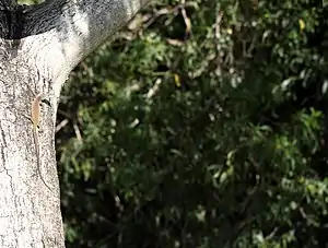 Gebänderter Baumwaran (Varanus scalaris)