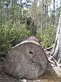 Ein gefällter Baum im Park