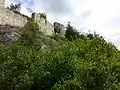Invasive Fliedergebüsche dringen in die Felssteppe ein.