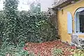 Die fast gänzlich bewachsene Stadtmauer im Herbst, mit ihren Feldsteinen und Backsteinen darüber.
