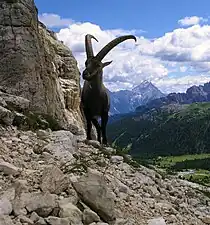 Steinbock am Fuß der Südwand