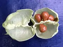 Geöffnete Kapselfrucht mit Samen
