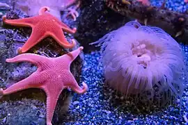 Seesterne und Seeanemone