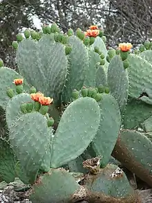 2019 Opuntia ficus-indica