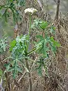 Baumspinat (Chaya) (Cnidoscolus aconitifolius) (ähnlich ist Chenopodium giganteum)