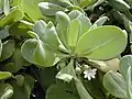 Mit Blüte