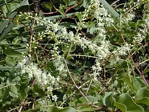 Anredera cordifolia