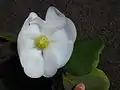 Weibliche Blüte mit einem Ring von Staminodien um den Fruchtknoten, die einen klebrigen Saft absondern