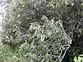 Habitus