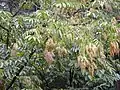 Blühender Baum auf Maui