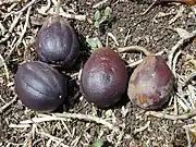 Planchonella sandwicensis (Syn: Pouteria sandwicensis)