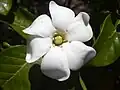 Sechszählige Blüte