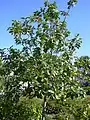 Cordia sebestena