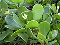 Scaevola coriacea