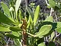 Scaevola gaudichaudii