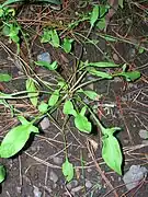 Kleiner Sauerampfer auf Hawaii (Rumex acetosella)