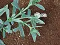 Heliotropium curassavicum