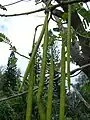 Tribus Sesbanieae: Sesbania grandiflora