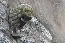 Stauferlöwe an der Schildmauer der Burg Harburg